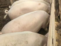 Porci de vânzare 100 kg