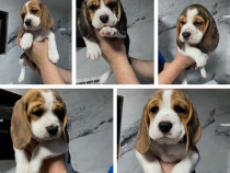 Beagle tricolor 7 saptamani