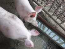 Vind porci ,grăsuți la 70kg