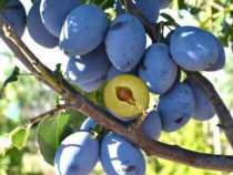 Tarie din propria livada