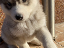 Pui husky siberian