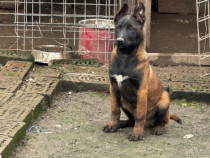 Ciobănesc belgian malinois