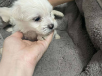 Bichon maltez pui