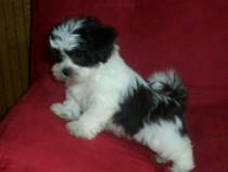 Bichon Havanez talie mica