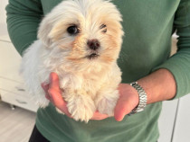 Bichon maltez alb 2 luni