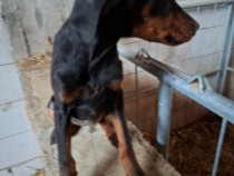Doberman cățel 3 ,5 luni