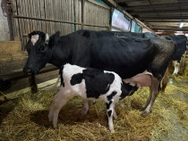 Vaca cu vitel, 25L de lapte pe zi