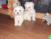 Bichon maltez toy