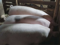 Porci de v&acirc;nzare