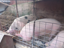 Porci de v&acirc;nzare