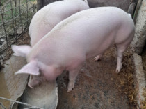 Porci de vanzare