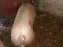 Porci de vanzare
