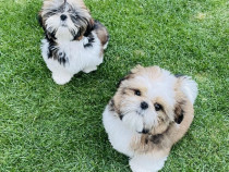 Pui Shihtzu minunați disponibili.