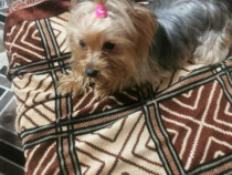Yorkshire terrier