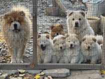 Cățeluși Chow Chow