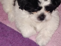 Cațeluș shih tzu 7 saptamani