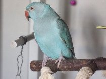 Papagal Micul Alexandru + Colivie