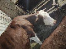 Vacă bălțată și vițel