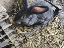 Iepuri Uriaș german