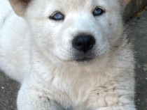 Akita Inu japonez