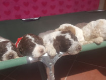 Vand pui de caine lagotto romagnolo