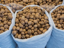 Nuci &icirc;n coajă ,sase saci.