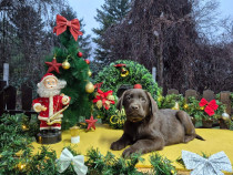 Pui Labrador Retriever ciocolatiu