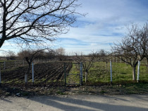 Teren Intravilan 1300mp