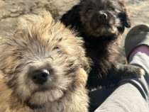 Căței bichoni metiși pentru adopție