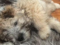 Căței bichoni metiși pentru adopție