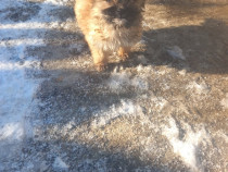 Fetita frumoasa de rasa