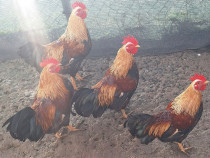 Cocosi olandezi talie mica