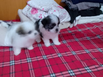 Catelusi rasa shih tzu