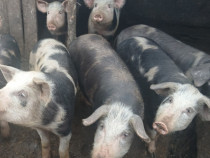 V&acirc;nd porci de săm&acirc;nță