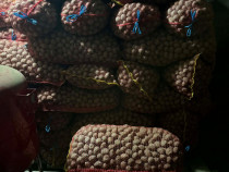 De v&acirc;nzare Cartofi mic