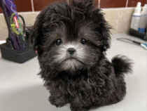 Bichon Maltez Mini Toy Black