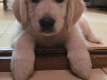 Pui Golden Retriever