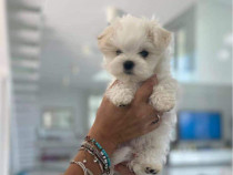 Bichon maltez mini toy
