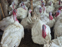 Curcani albi cu greutate cuprinsă &icirc;ntre 12-25 kg