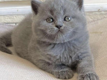 British shorhair pui superbi