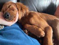 Cățel setter irlandez