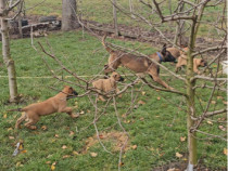 Ciobănesc belgian malinois