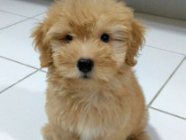 Maltipooo bichon havanez auriu