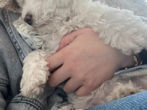 Bichon fetița 1 luna