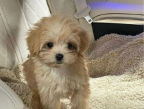Maltipoo mascul vaccinat 2 luni