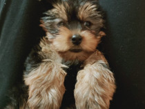 Mascul yorkshire terrier 3,5 luni