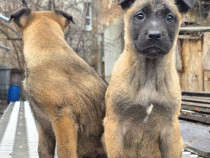 Catei Belgian Malinois