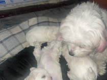 Căței Bichon 3 baieti si o fetita
