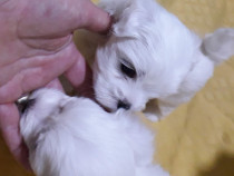 Bichon malteztalie mica