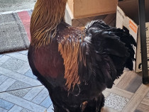 Cocoș Brahma pot&acirc;rnichiu
